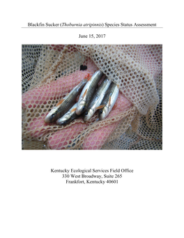 Blackfin Sucker (Thoburnia Atripinnis) Species Status Assessment