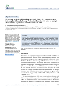 First Report of the Hybrid Blood Parrot Cichlid from a Rice