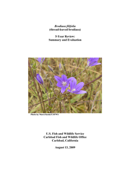 Brodiaea Filifolia (Thread-Leaved Brodiaea)