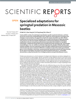 Specialized Adaptations for Springtail Predation in Mesozoic Beetles