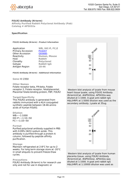 FOLR2 Antibody (N-Term) Affinity Purified Rabbit Polyclonal Antibody (Pab) Catalog # Ap5032a