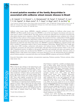 A Novel Putative Member of the Family Benyviridae Is Associated with Soilborne Wheat Mosaic Disease in Brazil