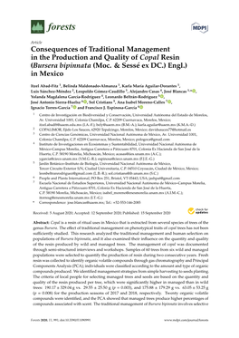 Consequences of Traditional Management in the Production and Quality of Copal Resin (Bursera Bipinnata (Moc