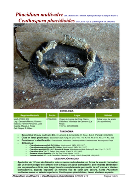 Phacidium Multivalve (DC.) Kunze & J.C