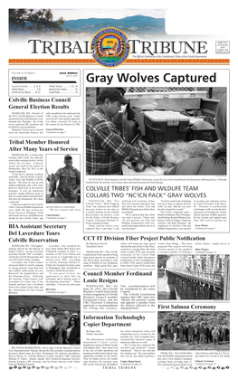 Gray Wolves Captured Council Corner