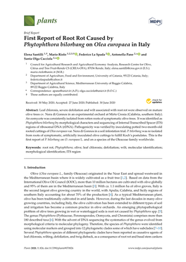 First Report of Root Rot Caused by Phytophthora Bilorbang on Olea Europaea in Italy