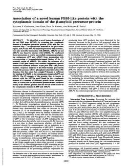 Association Ofa Novel Human FE65-Like Protein with the Cytoplasmic Domain of the (-Amyloid Precursor Protein