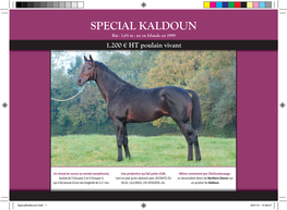 SPECIAL KALDOUN Bai - 1,65 M - Né En Irlande En 1999 1.200 € HT Poulain Vivant