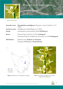 Prasophyllum Tunbridgense Tunbridgense (Tunbridge Leek-Orchid)
