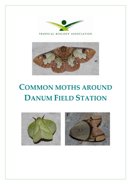 Common Moths Around Danum Field Station