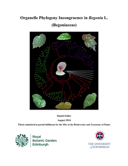 Organelle Phylogeny Incongruence in Begonia L. (Begoniaceae)