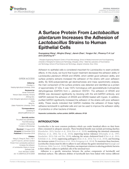 A Surface Protein from Lactobacillus Plantarum Increases the Adhesion of Lactobacillus Strains to Human Epithelial Cells