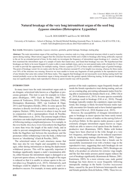 Natural Breakage of the Very Long Intromittent Organ of the Seed Bug Lygaeus Simulans (Heteroptera: Lygaeidae)