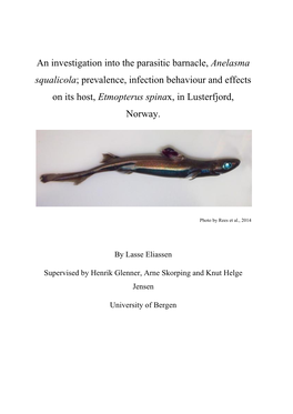 An Investigation Into the Parasitic Barnacle, Anelasma Squalicola; Prevalence, Infection Behaviour and Effects on Its Host, Etmopterus Spinax, in Lusterfjord, Norway