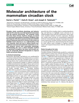 Molecular Architecture of the Mammalian Circadian Clock