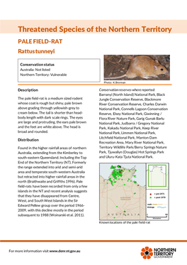 PALE FIELD-RAT Rattus Tunneyi