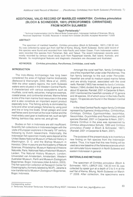 Addftional VALID RECORD of MARBLED HAWKFISH , Cirrhites Pinnulatus (BLOCH & SCHNEIDER, 1801) (PERCIFORMES: CIRRHITIDAE) from NORTH SULAWESI