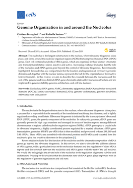 Genome Organization in and Around the Nucleolus