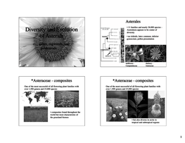 Diversity and Evolution of Asterids