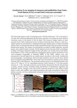 Synchrotron X-Ray Imaging of Sturgeons and Paddlefishes from Tanis, North Dakota (USA), Reveals End-Cretaceous Seasonality