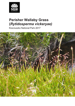 Perisher Wallaby Grass (Rytidosperma Vickeryae) Kosciuszko National Park 2017