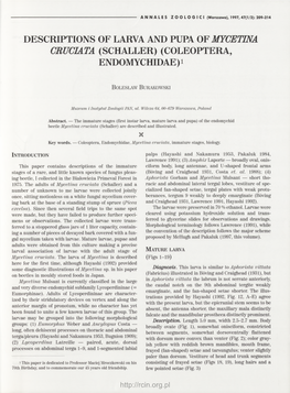 Descriptions of Larva and Pupa of Mycetina Cruciata (Schaller) 211