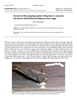 Record of the Jumping Spider Pelegrina Cf. Aeneola (Araneae: Salticidae) Feeding on Insect Eggs