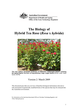 The Biology of Hybrid Tea Rose (Rosa X Hybrida)