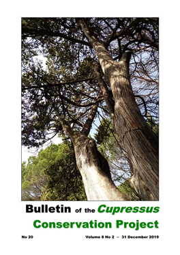 Cupressus Sempervirens Population in the South of France