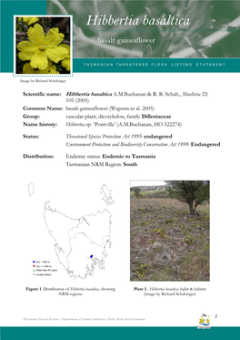 Hibbertia Basaltica Basaltica (Basalt Guineaflower)