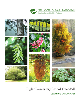 Download PDF File Rigler Elementary School Tree Walk Guide