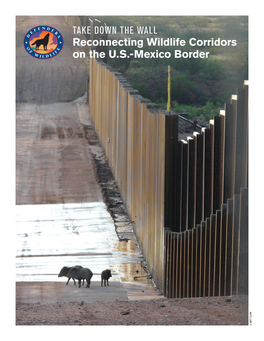 Reconnecting Wildlife Corridors on the U.S.-Mexico Border © MATT CLARK MATT © Take Down the Wall: Reconnecting Wildlife Corridors on the U.S.-Mexico Border