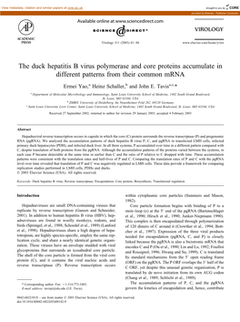 The Duck Hepatitis B Virus Polymerase and Core Proteins Accumulate in Different Patterns from Their Common Mrna