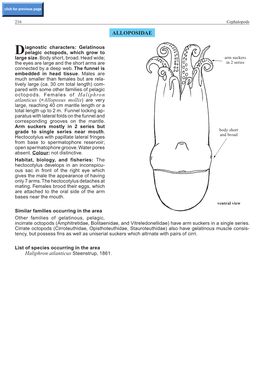 ALLOPOSIDAE Atlanticus (=Alloposus Mollis) Are Very