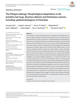 Morphological Adaptations in the Primitive Bat Bugs, Bucimex Chilensis and Primicimex Cavernis, Including Updated Phylogeny of Cimicidae