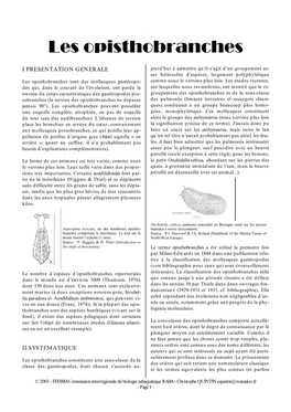 Les Opisthobranches