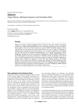 Glypicans Jorge Filmus, Mariana Capurro and Jonathan Rast