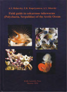 Polychaeta, Serpulidae) of the Arctic Ocean