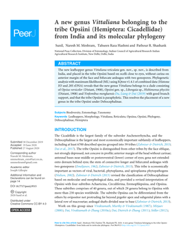 Hemiptera: Cicadellidae) from India and Its Molecular Phylogeny