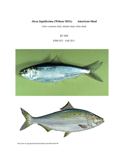 Alosa Sapidissima (Wilson 1811): American Shad