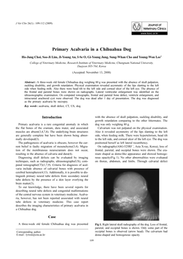 Primary Acalvaria in a Chihuahua Dog