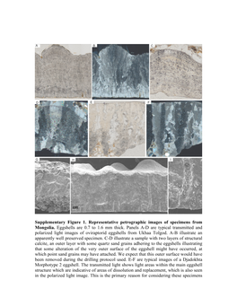 Isotopic Ordering in Eggshells Reflects Body Temperatures and Suggests