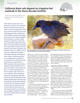 California Black Rails Depend on Irrigation-Fed Wetlands in the Sierra Nevada Foothills