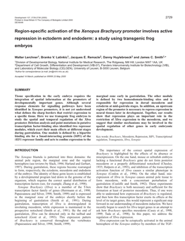 Regulation of Xenopus Brachyury by Repression 2731 Reporter Was Released by Additional Digestion with Saci