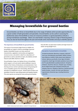 Ground Beetles Can Thrive on Brownfields Due to the Range of Habitats Which Provide Opportunities for a Great Number of Both Generalists and Specialists