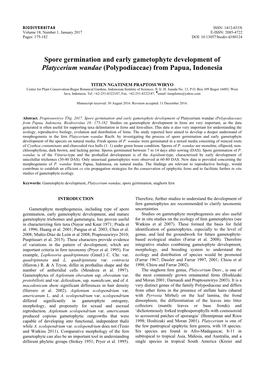 Spore Germination and Early Gametophyte Development of Platycerium Wandae (Polypodiaceae) from Papua, Indonesia