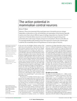 The Action Potential in Mammalian Central Neurons