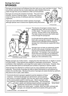 SPONGES Sponges Are Also Known As Poriferans from the Latin Porus ‘Pore’ and Ferre ‘To Bear’