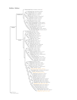 Rallidae Species Tree