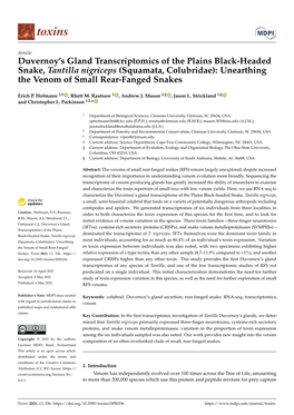 Duvernoy's Gland Transcriptomics of the Plains Black-Headed Snake